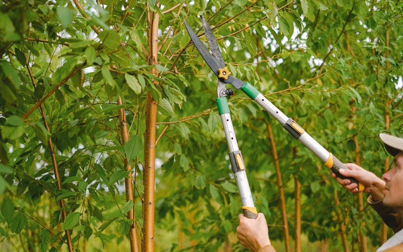 Tree trimming in Osco, IL